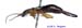 Forficula_vicaria_m_1130 copy